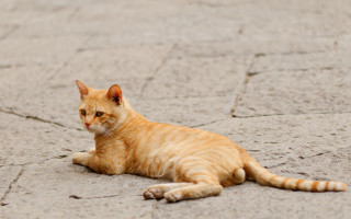 Cat sad look distance neoplasticism - a jigsaw puzzle free wallpaper