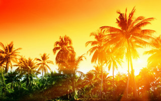 Sunset palm trees red yellow - palm tree free wallpaper