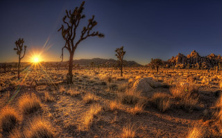 Desert sunset trees rocks city - the cloud free wallpaper for desktop