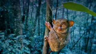 Small animal climbing tree forest - an illustration of free wallpaper