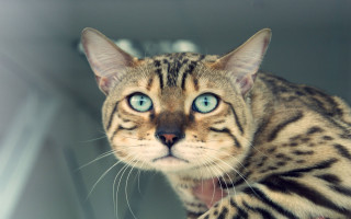 Blue eyes cat with blurry - symmetrical free wallpaper