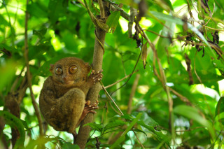 Small animal tree branch wide - free nature wallpaper