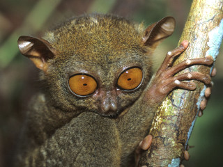 Small brown animal big eyes 2 - a blurry background of leaves free wallpaper