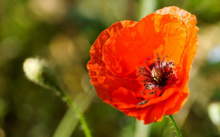 Flower bokeh macro sunset blurry - a single flower in the foreground free wallpaper