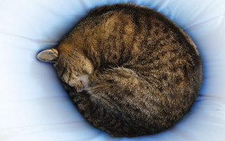 Cat curled pillow bed golden - golden free wallpaper