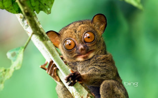 Small animal big eyes branch - a blurry background free wallpaper for desktop