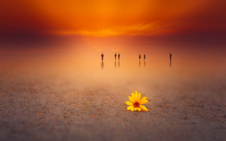 Yellow sunflower beach sunset group - sandy free wallpaper