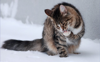 Cat playing snow tongue gray - a toy free wallpaper