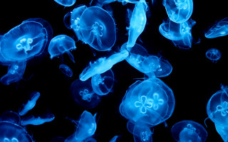 Jellyfish bioluminescence blue holography dark - bioluminescence free wallpaper