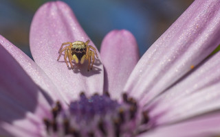 Spider flower water droplets blue - alton tobey free wallpaper