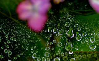 Water droplets leaf flower blurry - the background and a blurry background free wallpaper