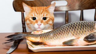 Cat fish plate table ecological - lostfish free wallpaper
