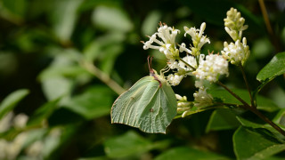 Green butterfly white flower forest - the sunlight free wallpaper