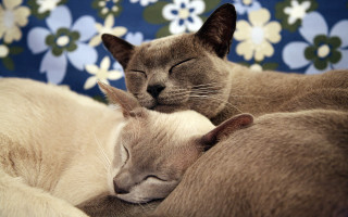 Sleeping cats blue flower background - another cat free wallpaper