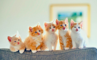 Kittens couch mirror rococo cute - a mirror in the background free wallpaper