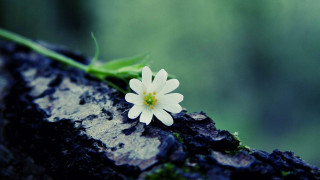 Small white flower tree trunk - free nature wallpaper