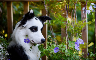 Black white dog flowers garden - a wooden fence behind free wallpaper