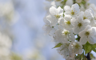 White flower closeup leaves buds - leaf and buds free wallpaper