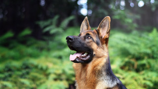German shepherd heroic dog bokeh - heroic free wallpaper