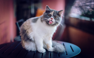 Cat tongue window blurry depth - a window in the background free wallpaper