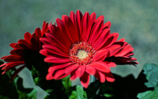 Red flower green leaves blurry 6 - a red flower free wallpaper