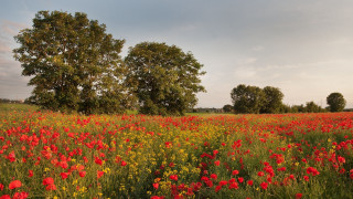 Flower field autumn trees clouds - impressionist free wallpaper