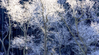 Frosty forest mountain blue sky - a group of trees free wallpaper