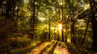 Dirt road forest sunlight cityscape - a dirt road in the middle of a forest free wallpaper