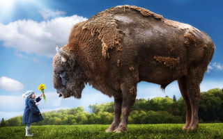 Woman buffalo green field ecological - surreal photography free wallpaper