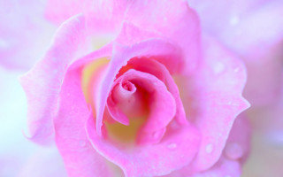 Pink rose water droplets macro 10 - a pink rose free wallpaper
