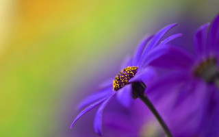 Purple flower macro closeup blurry - a purple flower free wallpaper