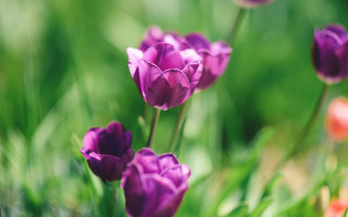 Purple flower garden bokeh blurry - a bunch free wallpaper