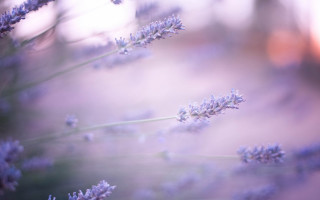 Lavender field macro shallow depth - a close up of a bunch free wallpaper