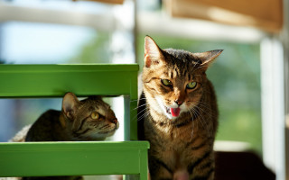 Cat posing green chair mirror - a cat free wallpaper