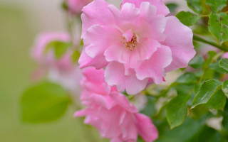 Pink flower green leaves bokeh 3 - rose free wallpaper