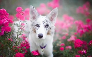 Dog flower field purple collar - a field of flowers free wallpaper