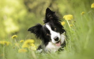 Black white dog grass flowers - its tongue free wallpaper