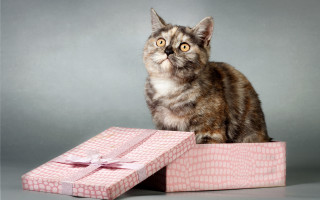 Cat pink box bow gray - detail free wallpaper