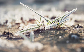 Small plant snow ice sunny - winter free wallpaper for desktop