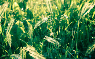 Green grass field with white - a blurry background of the grass and the grass free wallpaper