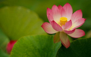 Pink lily daisy green background - a yellow center free wallpaper