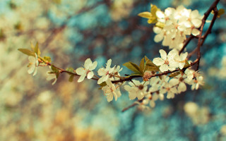 Branch white flowers green leaves 11 - a blue sky in the background free wallpaper for desktop