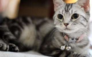 Cat collar bell blanket blurry - its neck free wallpaper