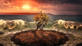 Tree rock ocean waves sunset - wave free wallpaper