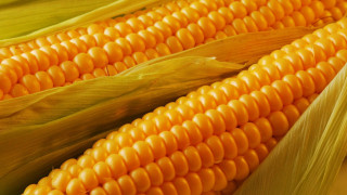 Corn cob yellow background green - a yellow background free wallpaper for desktop