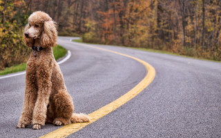 Poodle woods road trees photorealistic - charles schulz free wallpaper