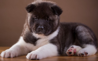 Sad puppy looking camera cute - chang daichien free wallpaper