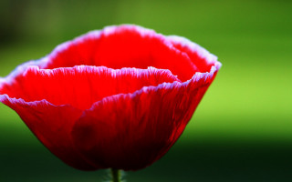 Red flower green background macro 10 - a red flower free wallpaper