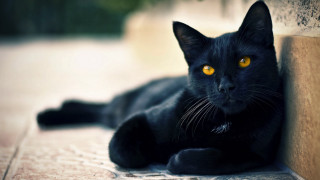 Black cat yellow eyes gothic 8 - symmetrical eye free wallpaper