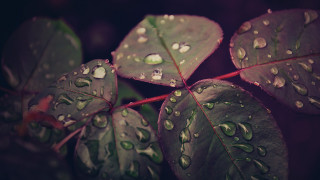 Leaf water drops red stem - a close up of a leaf free wallpaper